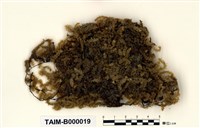 Aerobryopsis subdivergens (Broth.) Broth. Collection Image, Figure 1, Total 9 Figures